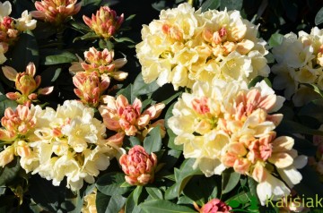Rhododendron 'Golden Torch'