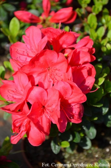 Rhododendron japanese azalea 'Muttertag'