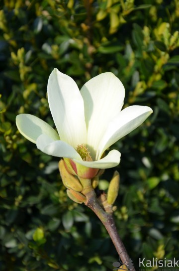 Magnolia 'Sunrise' (Magnolia)  - C5