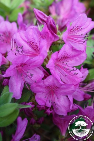 Rhododendron japanese azalea 'Orlice'