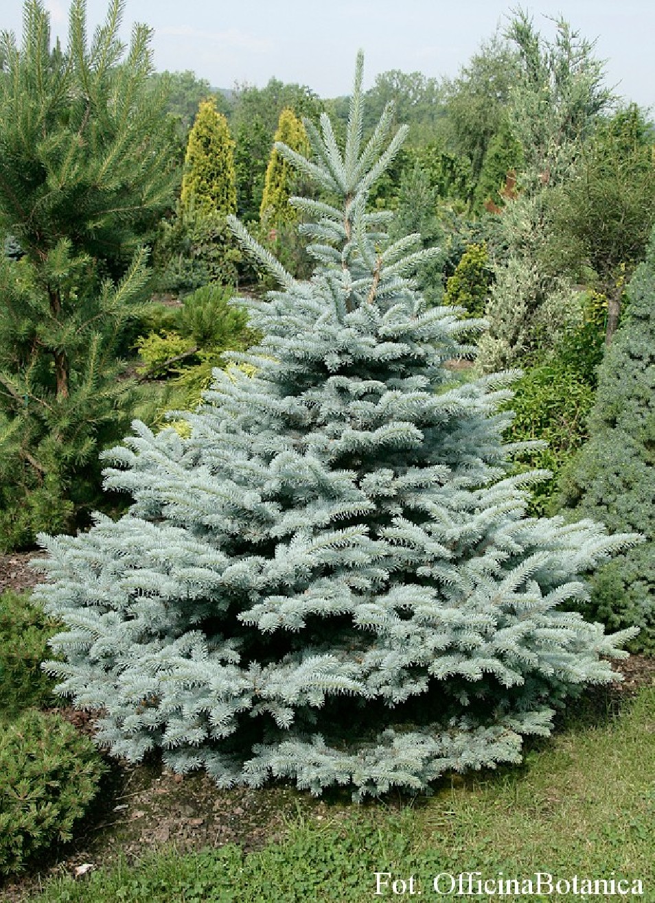 Picea pungens 'Montgomery'