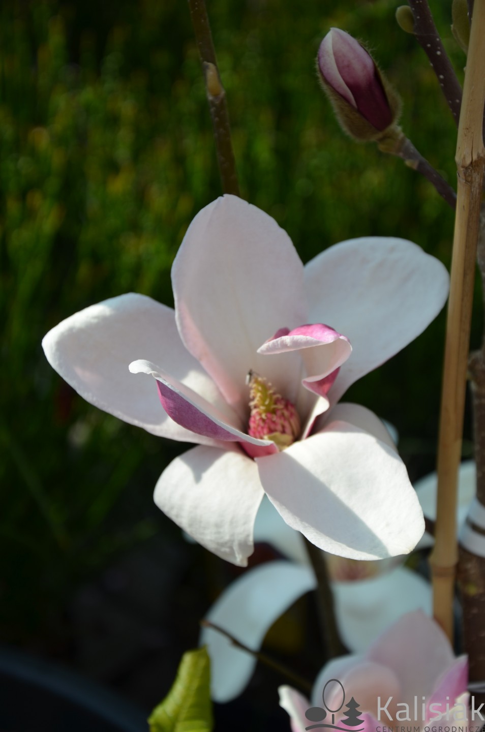 Magnolia soulangeana 'Satisfaction' (Magnolia Soulange'a)  - C5