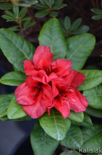 Rhododendron 'Scarlet Wonder' (Różanecznik)  - C3