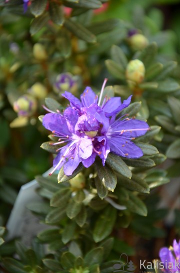 Rhododendron impeditum 'Azurika' (Różanecznik gęsty)  - C2
