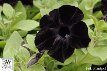 Petunia Crazytunia 'Black Mamba' (Petunia)  - AN12