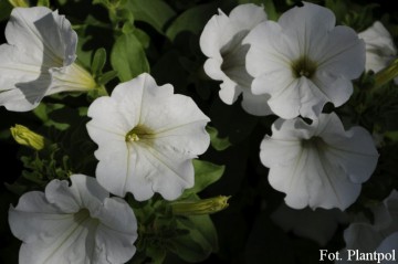 Petunia Surfinia biała (Petunia)  - AN12