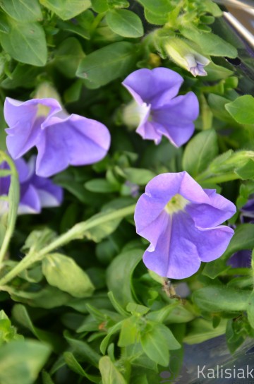 Petunia 'Veranda Sky Blue' (Petunia)  - AN12