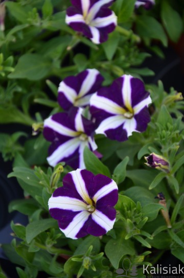 Petunia 'Amore Purple' (Petunia)  - AN12