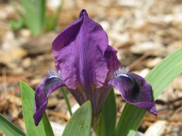 Iris pumila 'Atroviolacea' (Kosaciec niski)  - C2