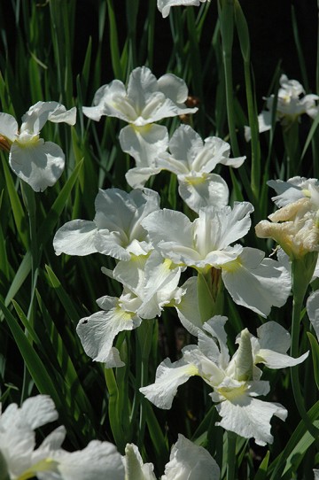 Iris sibirica 'Gull's Wing' (Kosaciec syberyjski)  - C2