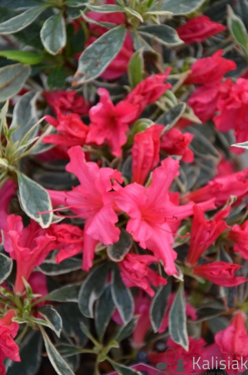 Rhododendron japanese azalea 'Silver Sword' (Azalia japońska)  - C2