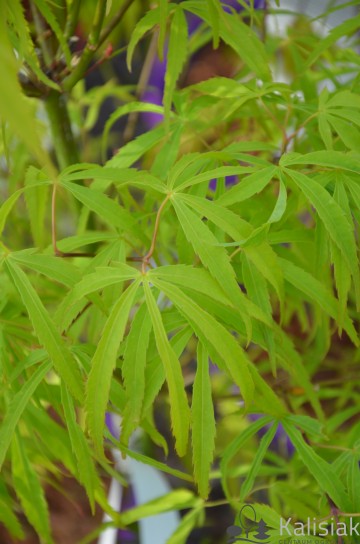 Acer palmatum 'Koto-no-ito' (Klon palmowy)  - C5 bonsai
