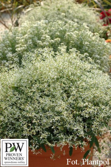 Euphorbia 'Diamond Frost' (Wilczomlecz)  - AN10