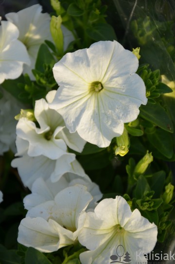 Petunia 'Veranda White' (Petunia)  - AN12