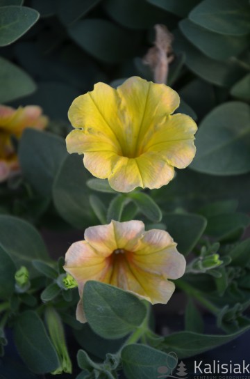 Petunia cascadias 'Indian Summer' (Petunia kaskadowa)  - AN12