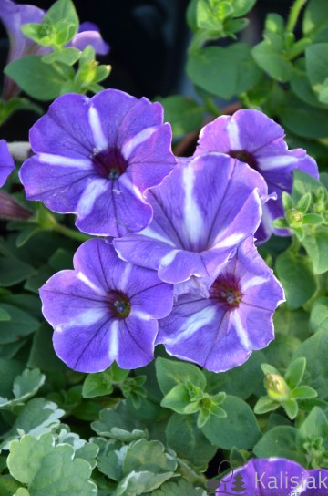 Petunia cascadias 'Purple Gem' (Petunia kaskadowa)  - AN12