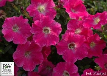 Petunia 'Veranda Hot Pink' (Petunia)  - AN12