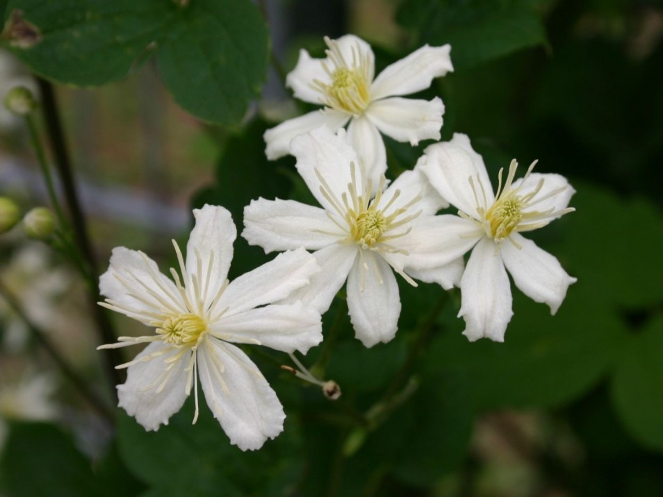 Clematis SUMMER SNOW 'Paul Farges'