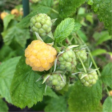 Rubus idaeus 'Allgold' (Malina żółta)  - C2