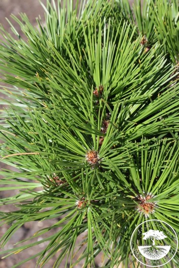 Pinus heldreichii 'Greece' (Sosna bośniacka)  - C5