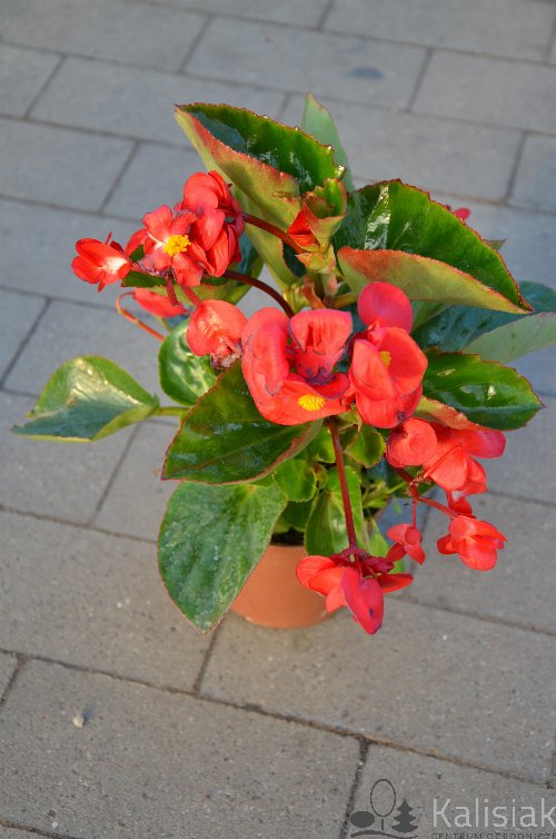 Begonia x hybrida czerwona